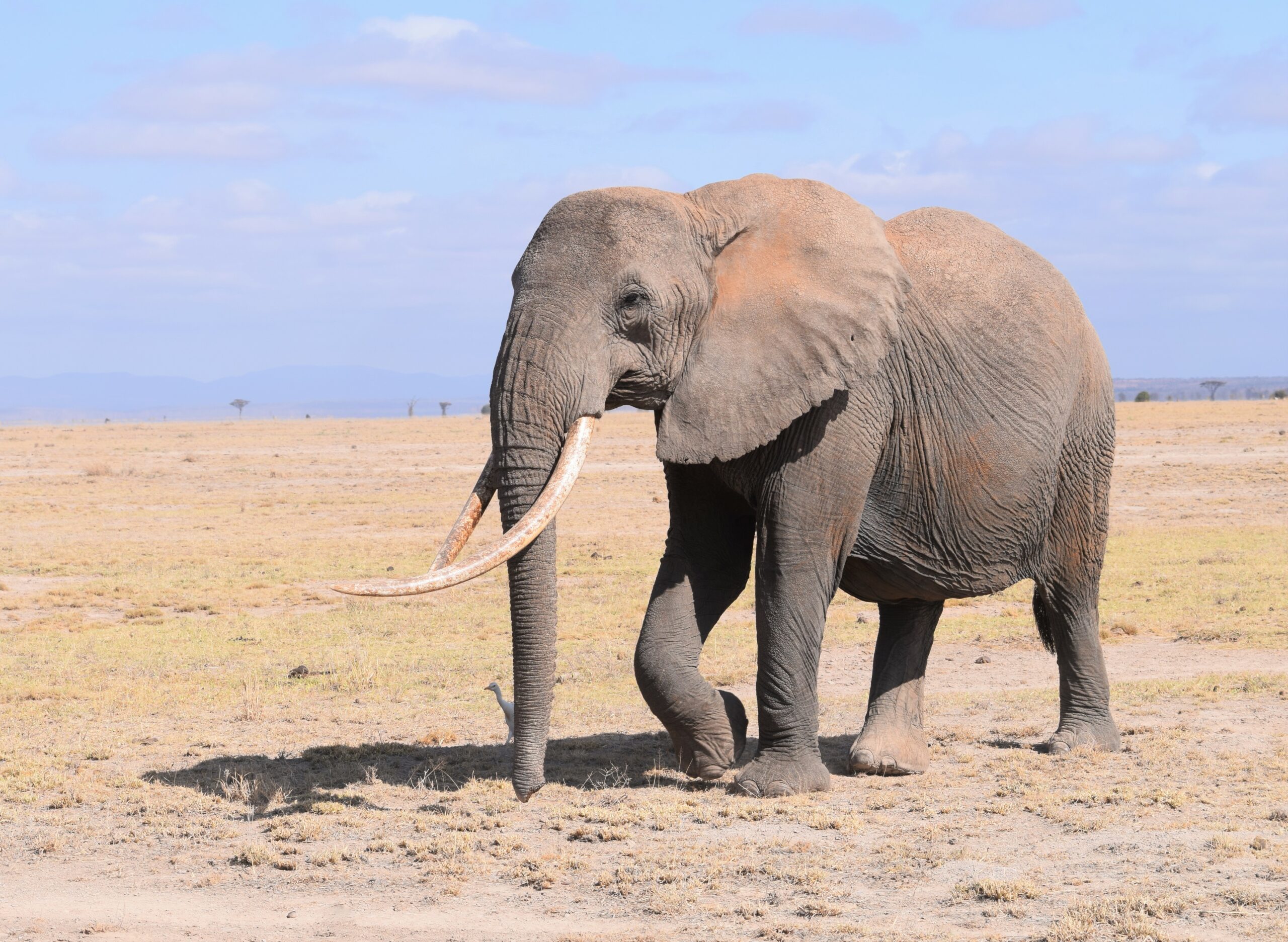 Drought forecasts for humanitarian action and elephant conservation in Africa