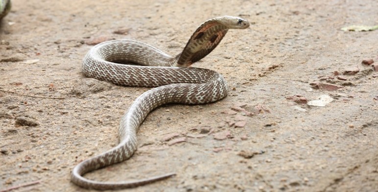 Venomous snakebites: rapid action saves lives
