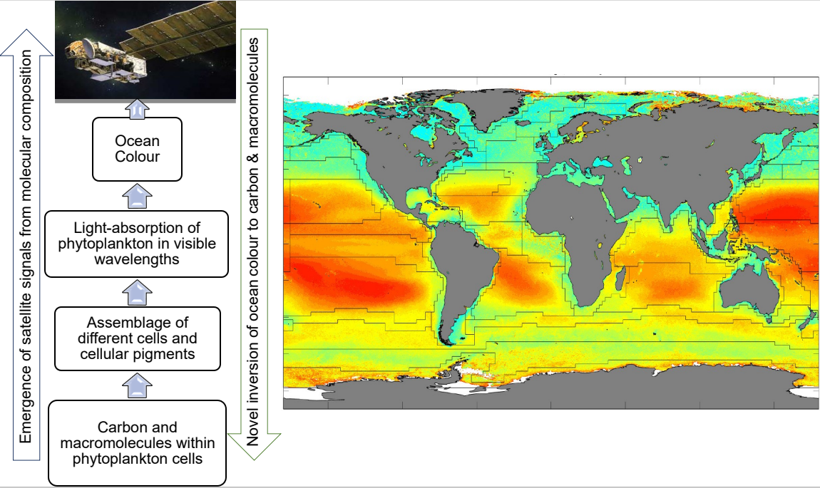 World map showing oceanic carbon.