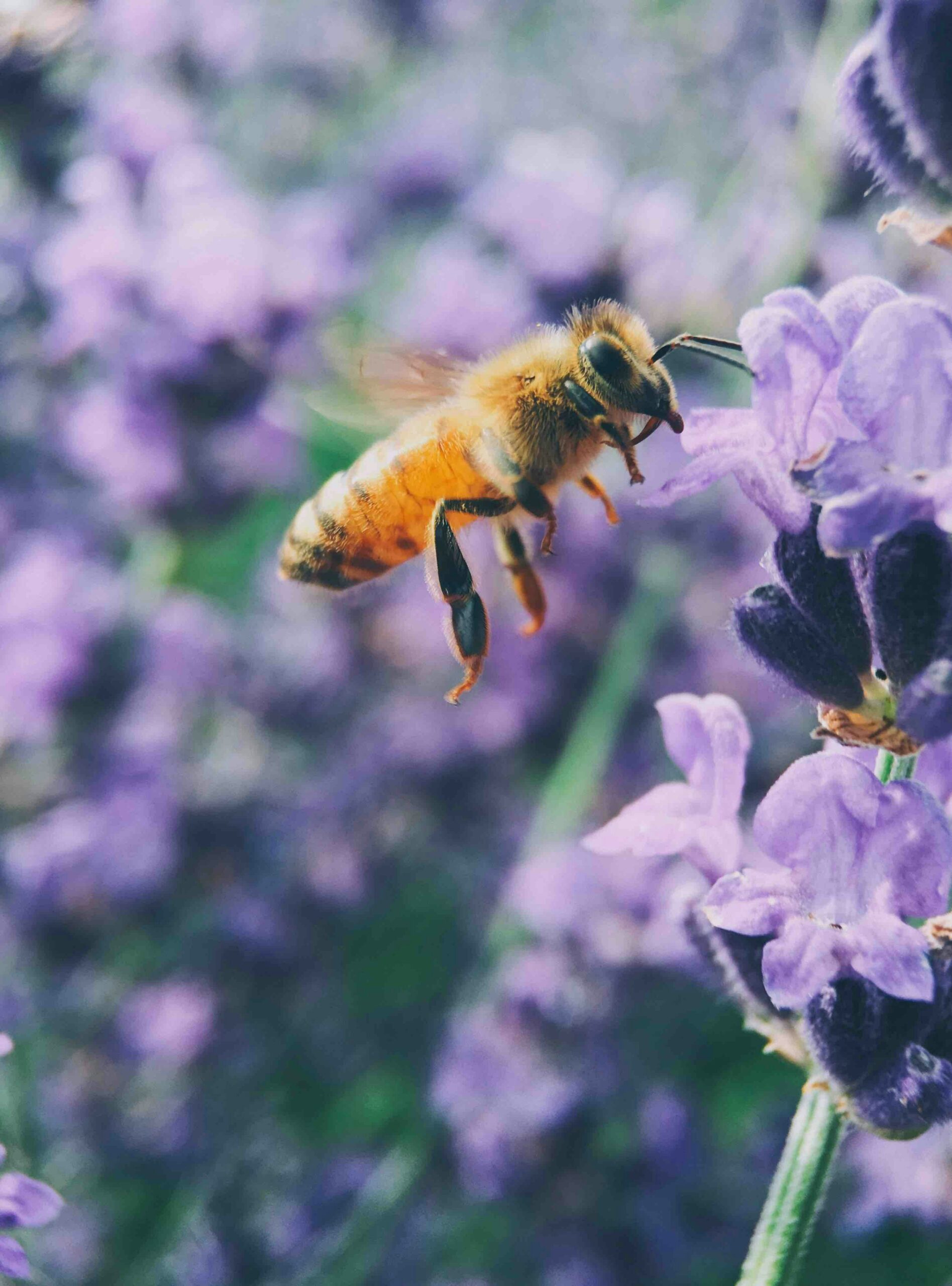 A honeybee in purple flowers