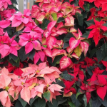 A display of Poinsettia with their coloured bracts in red, pink and white