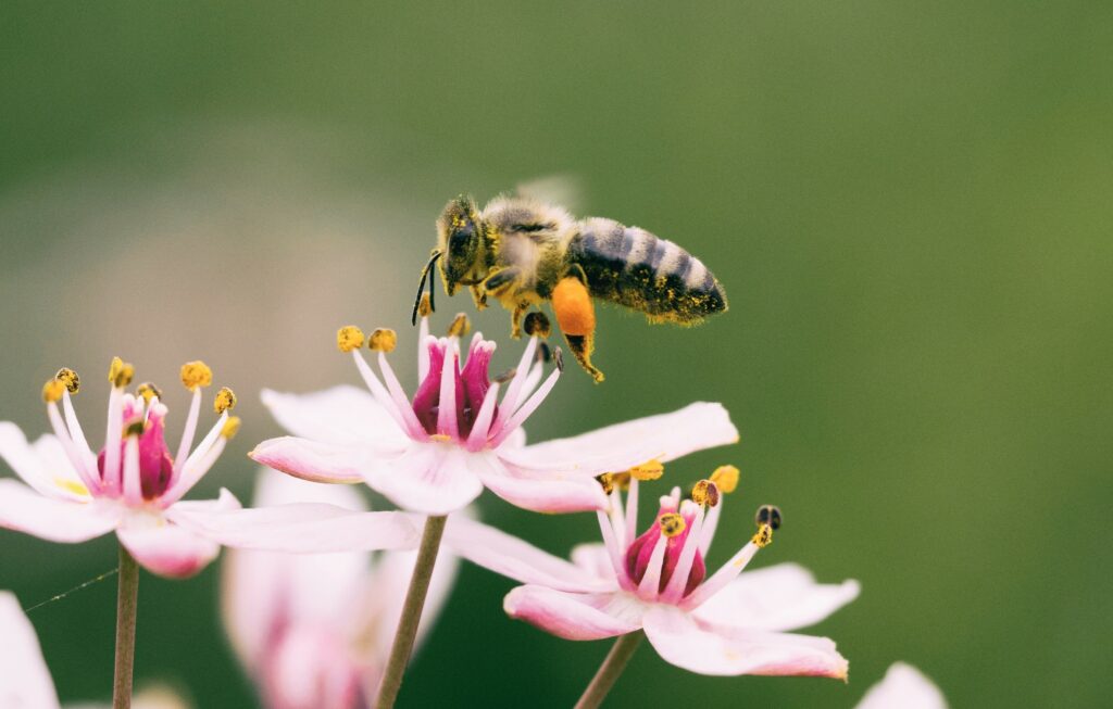 Bee on a flower