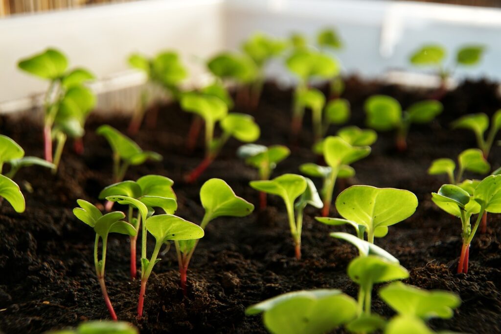 Radish sprouts