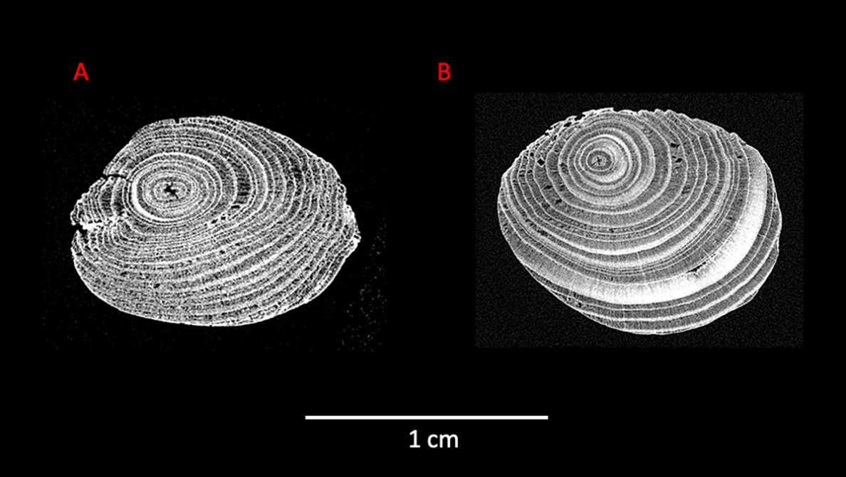 Micro-CT scans of both points.