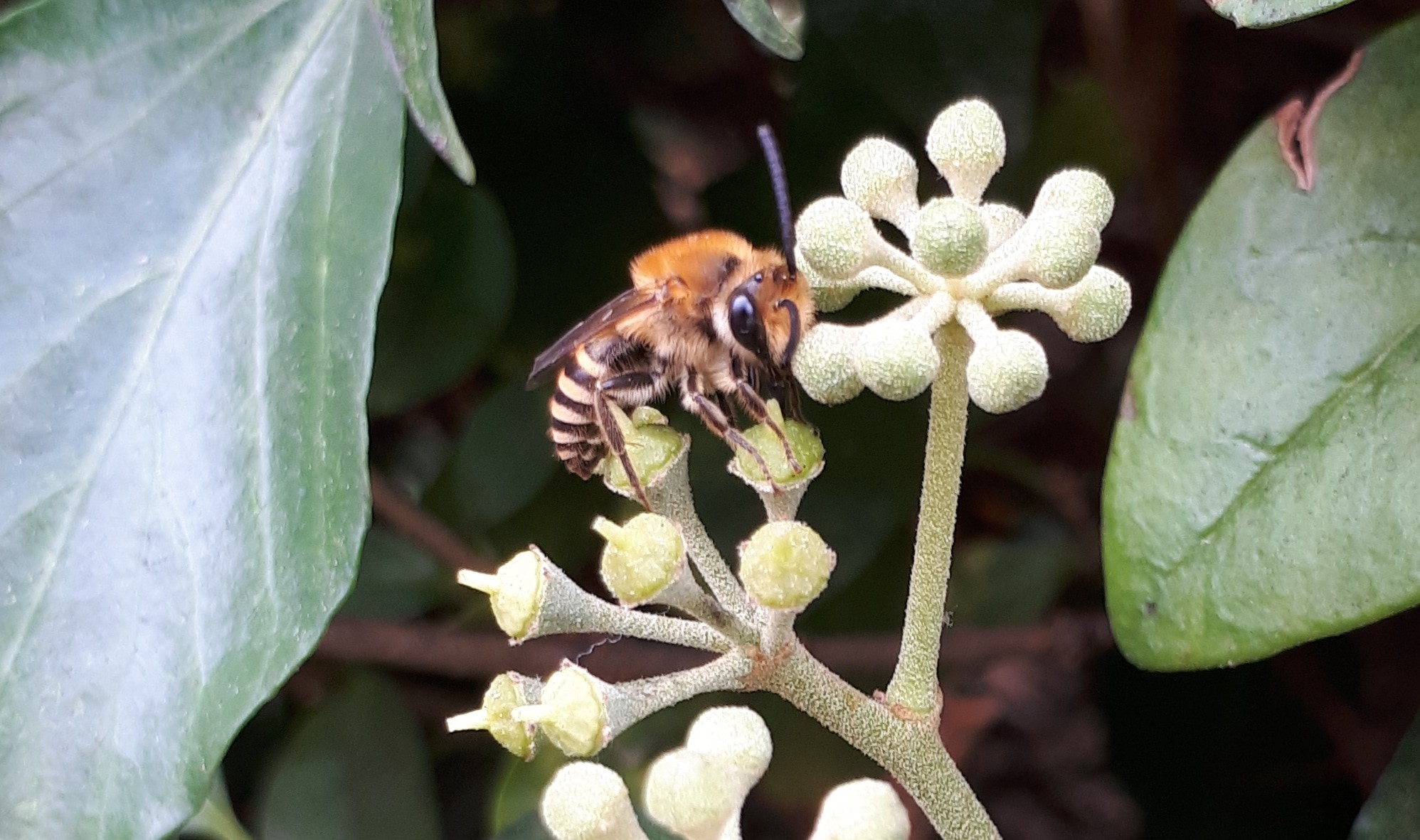 Bee declines affect more than just farmers – the entire food industry needs to step up